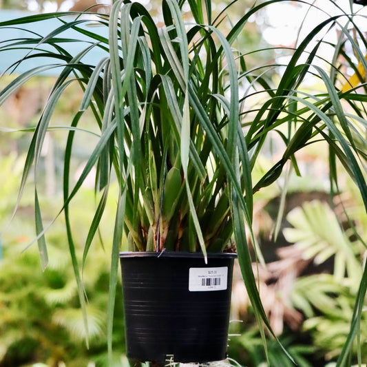 Maxillaria, "Coconut Orchid"