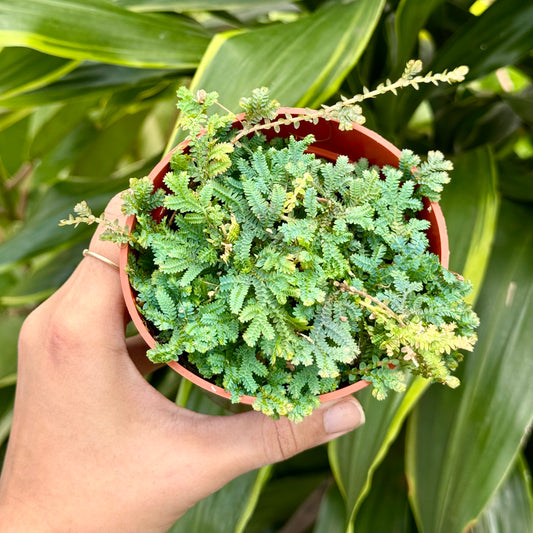 Selaginella uncinata 'Peacock Spikemoss'