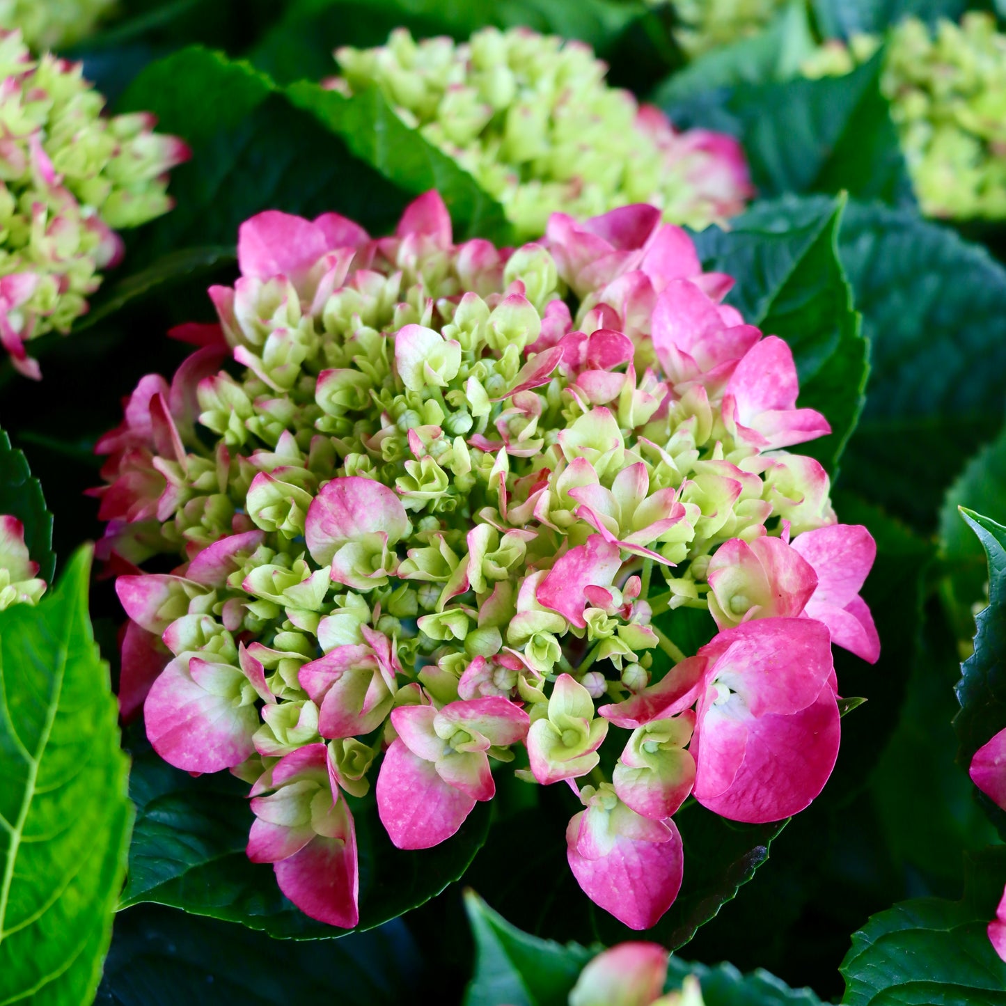 Hydrangea