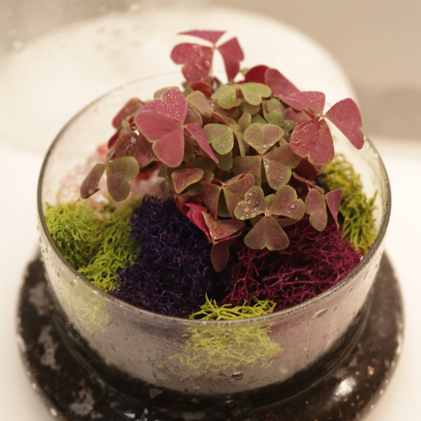 2/14 Build a Mini Valentine's Themed Terrarium with Us! (Kakaako)