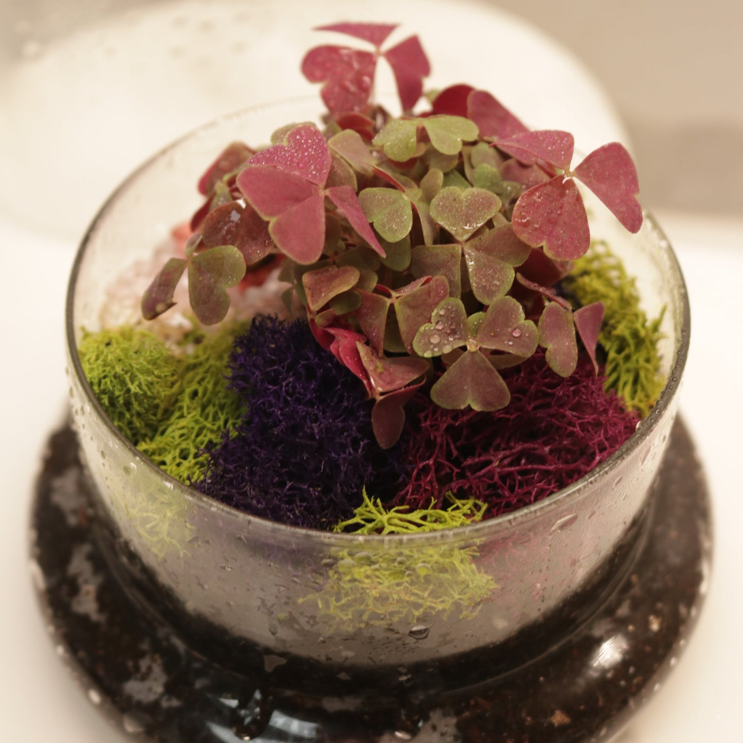 2/15 Build a Mini Valentine's Themed Terrarium with Us! (Kakaako)