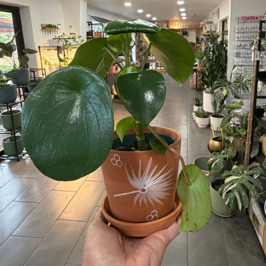 5" Terracotta Cylinder Planter