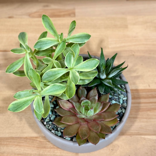 Succulent/Cactus Arrangements