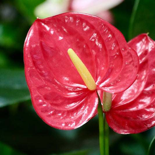 Anthurium, "Nebraska"