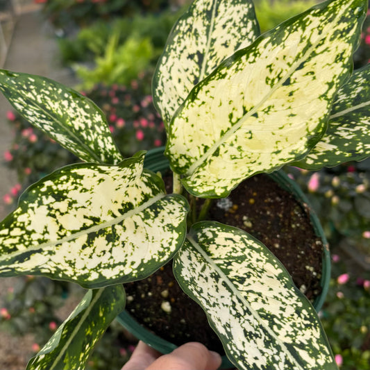 Aglaonema 'Osaka'