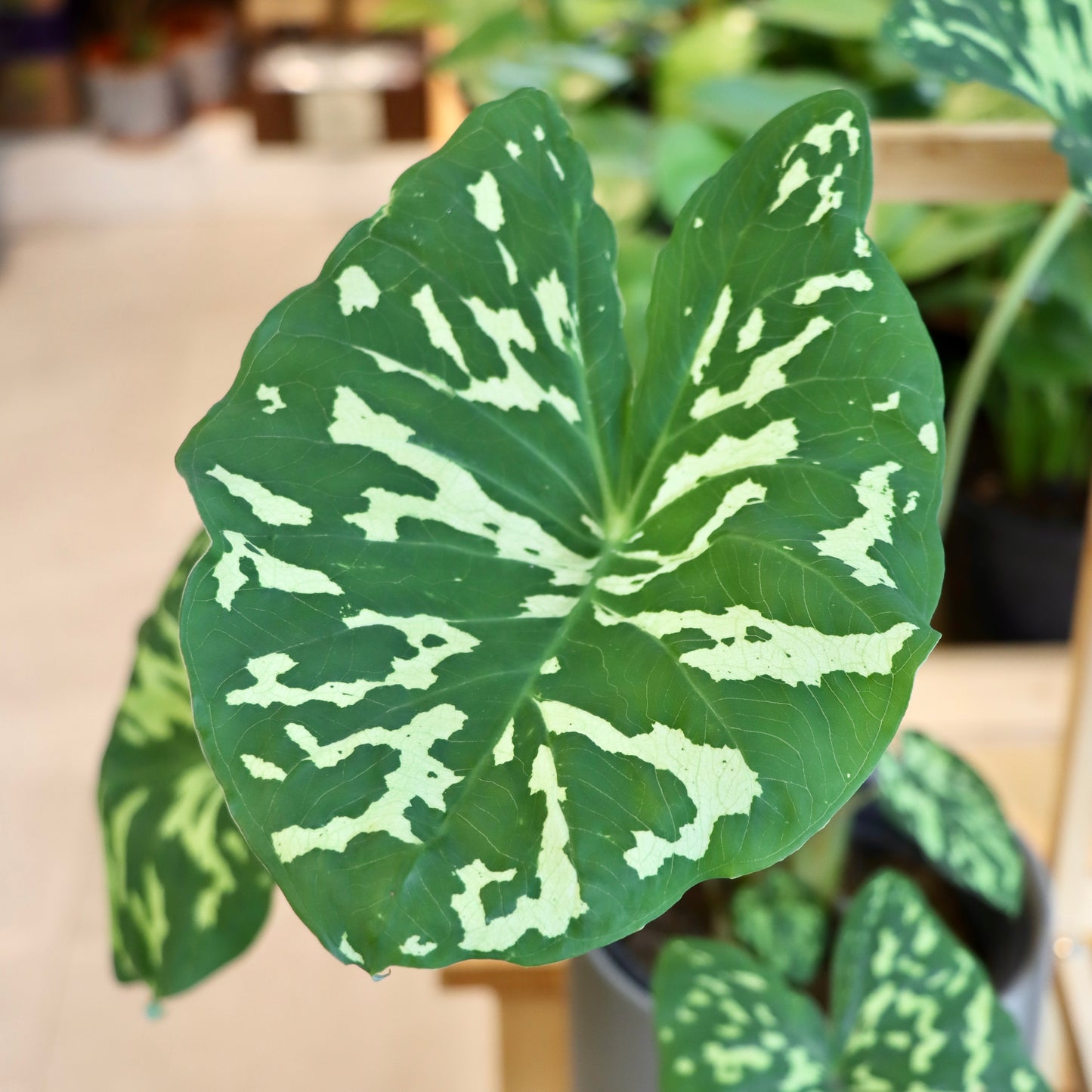 PH Alocasia, "Hilo Beauty"