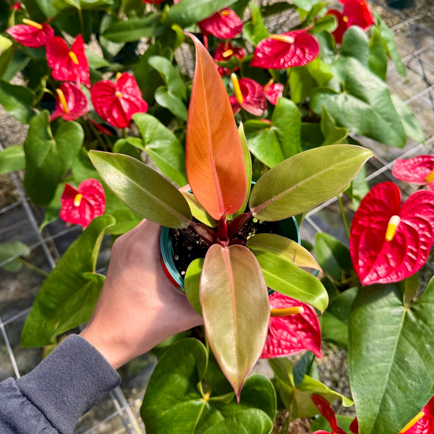 Philodendron 'McColley's Finale'