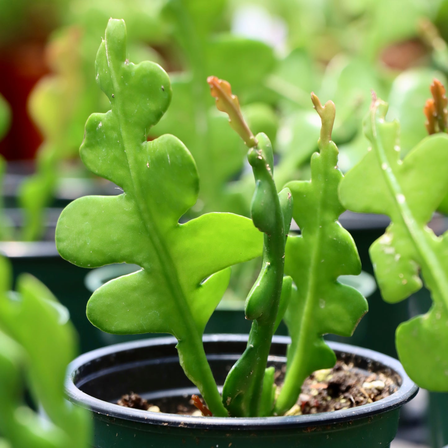 Fishbone Cactus