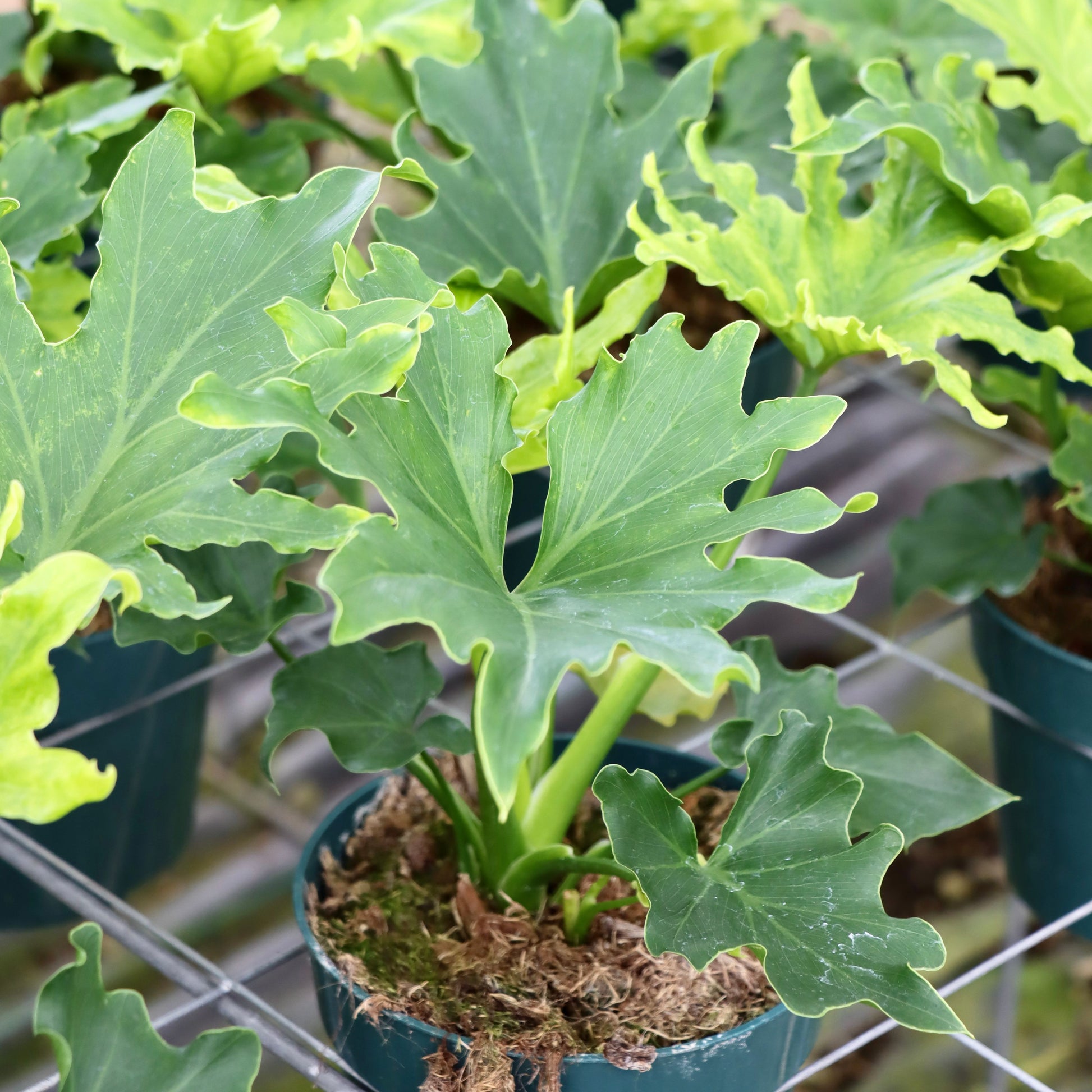 philodendron lickety split outdoors Philodendron bipinnatifidium 'Lickety Split' 6"