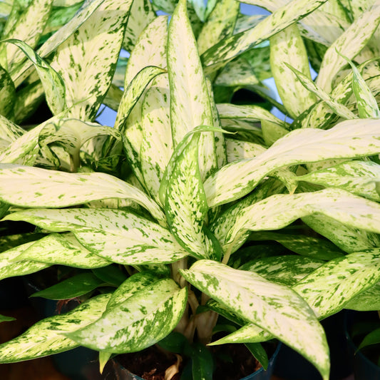 Dieffenbachia, "Star Bright"