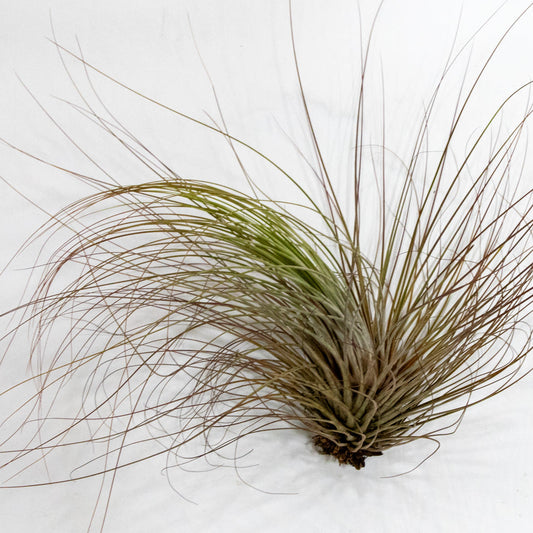 Tillandsia, "Juncea"