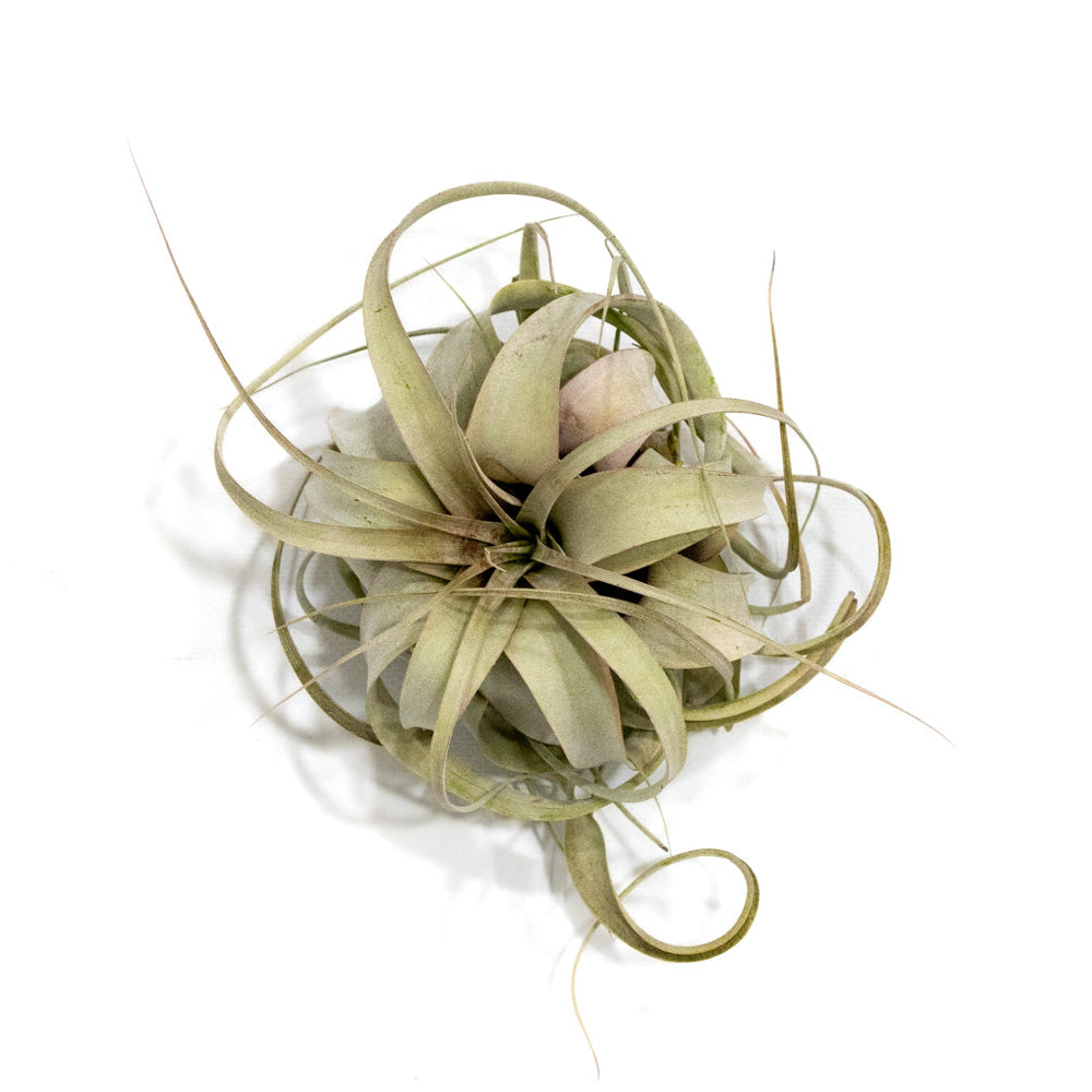 Tillandsia xerographica