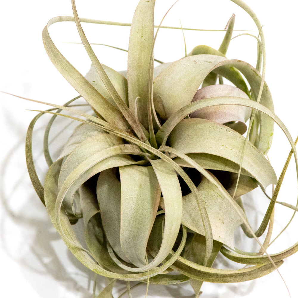 xerographica air plant for sale Tillandsia xerographica – Mari's Gardens