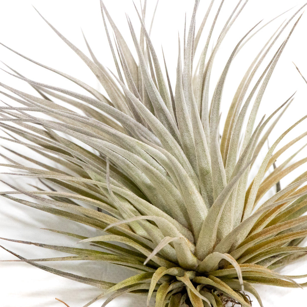 Tillandsia houston