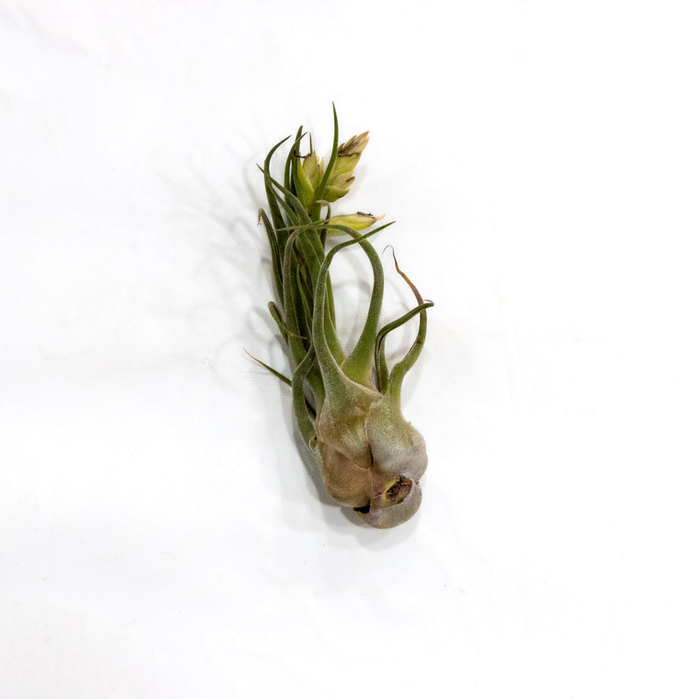 Tillandsia, "Caput-Medusae"