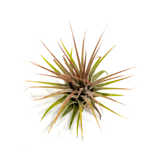 Tillandsia ionantha