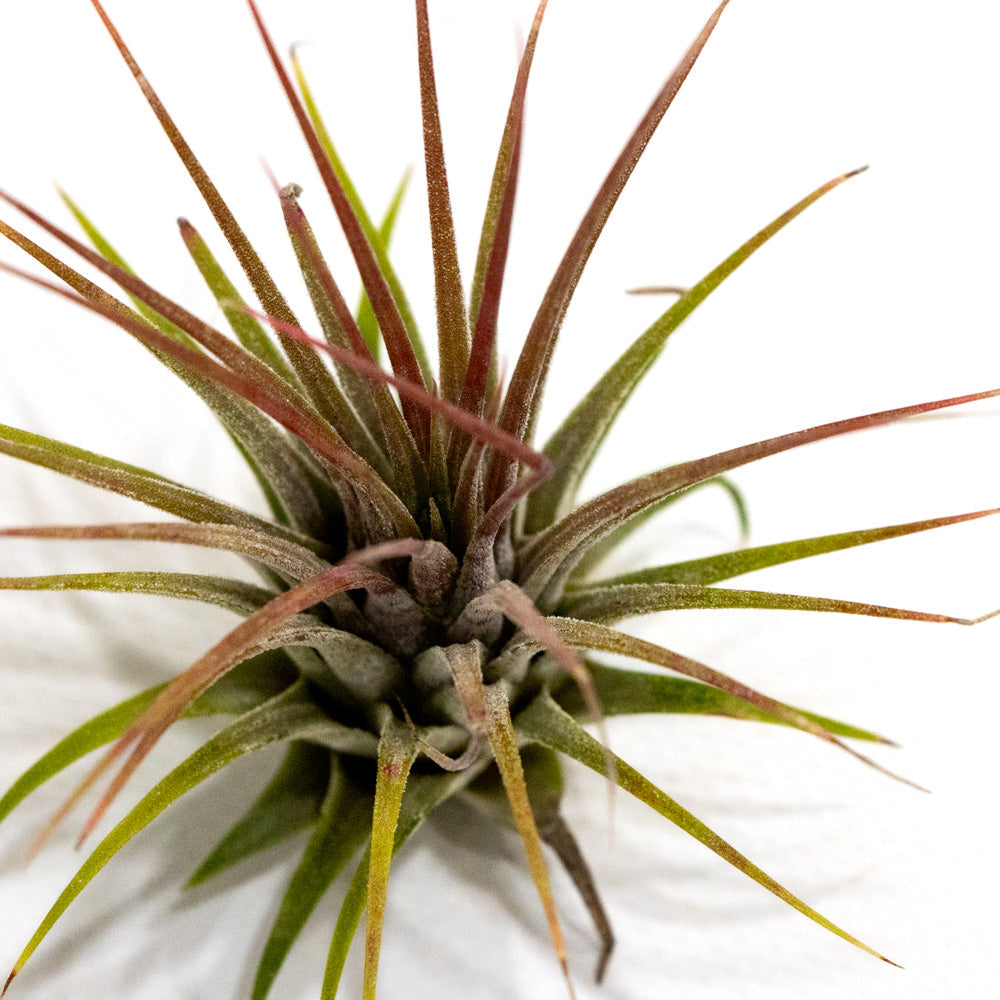 Tillandsia ionantha
