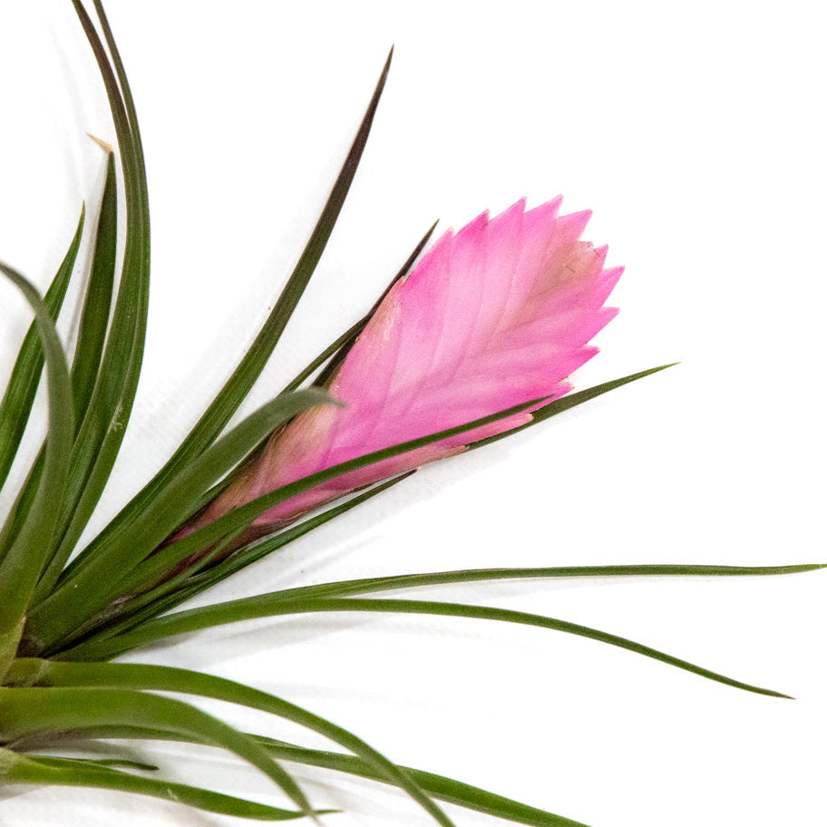 Tillandsia cyanea, "Sandy"