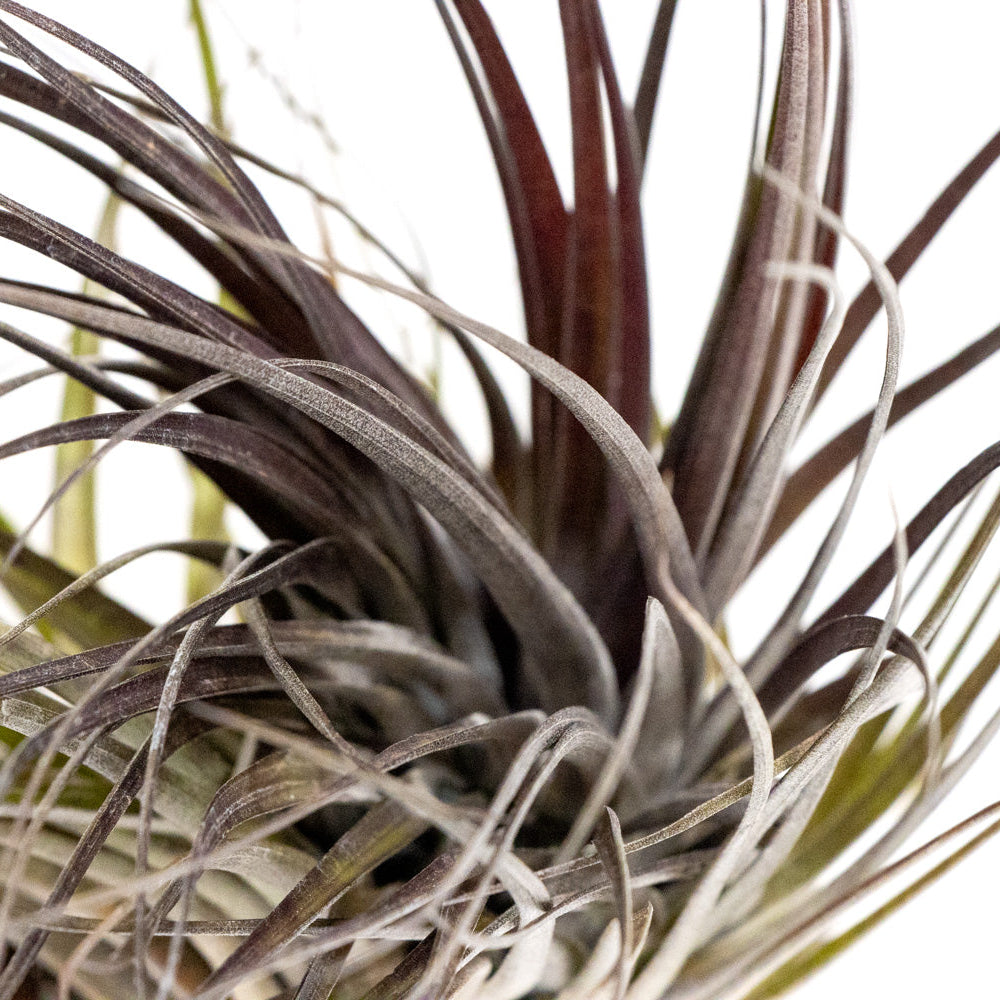 Tillandsia aeranthos – Mari's Gardens
