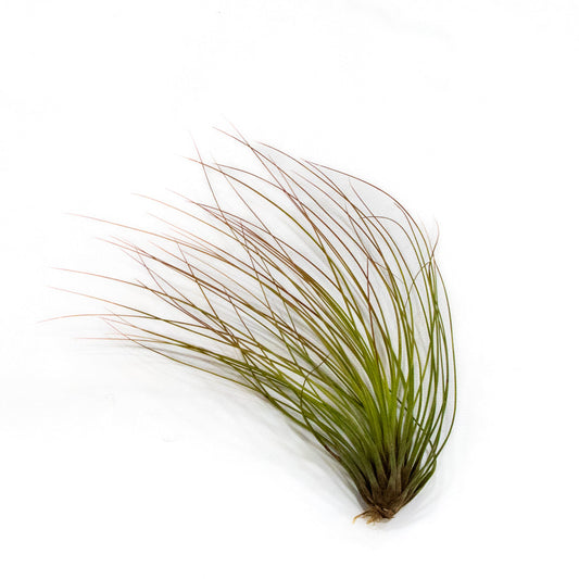 Tillandsia, "Juncifolia"