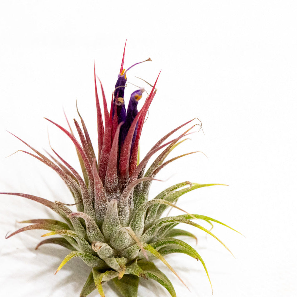Tillandsia ionantha