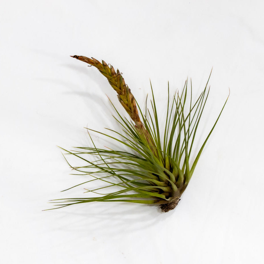 Tillandsia, "Melanocrater"