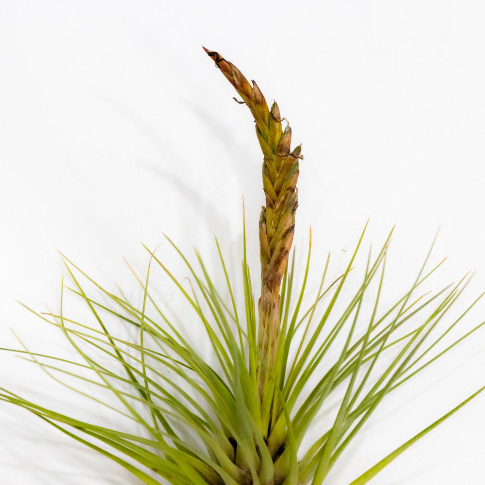 Tillandsia, "Melanocrater"