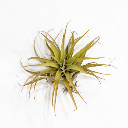 Tillandsia capitata
