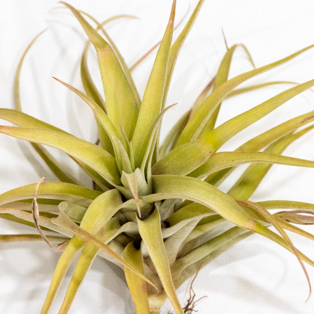 Tillandsia capitata