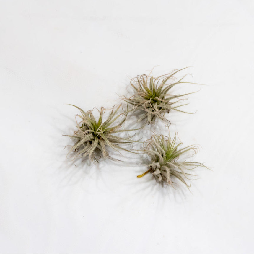 Tillandsia Tectorum Ecuador