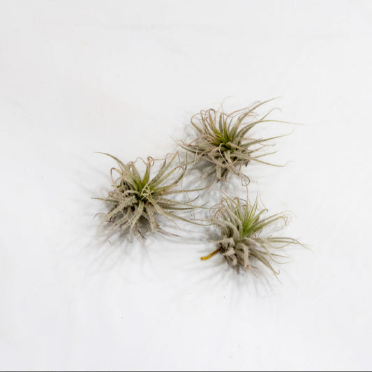 Tillandsia Tectorum Ecuador