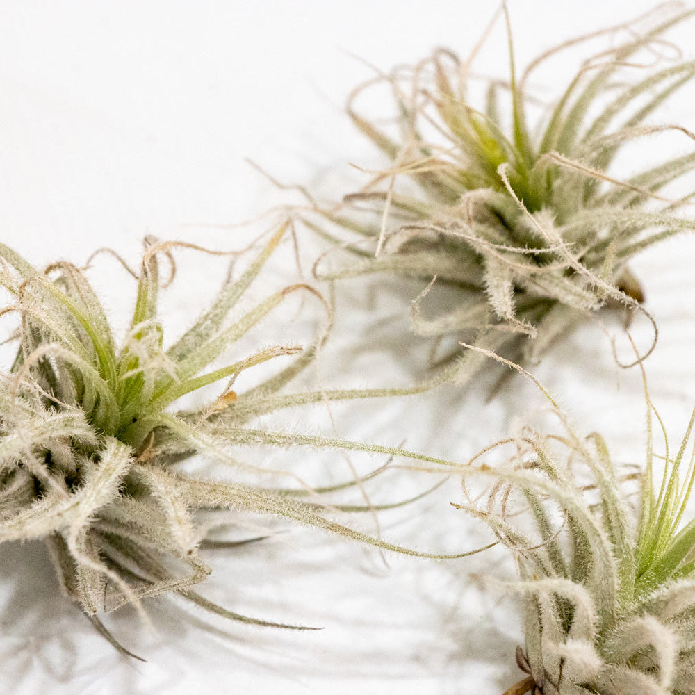 tectorum ecuador air plant Tillandsia Tectorum Ecuador
