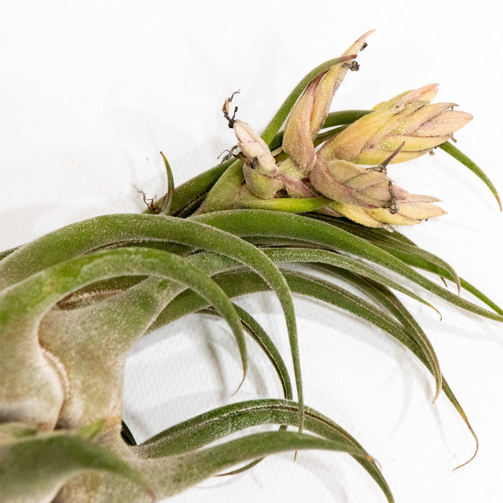 Tillandsia, "Caput-Medusae"