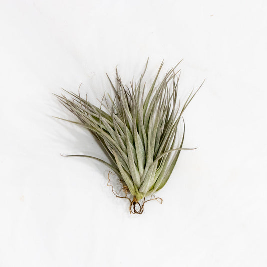 Tillandsia, "Stricta"