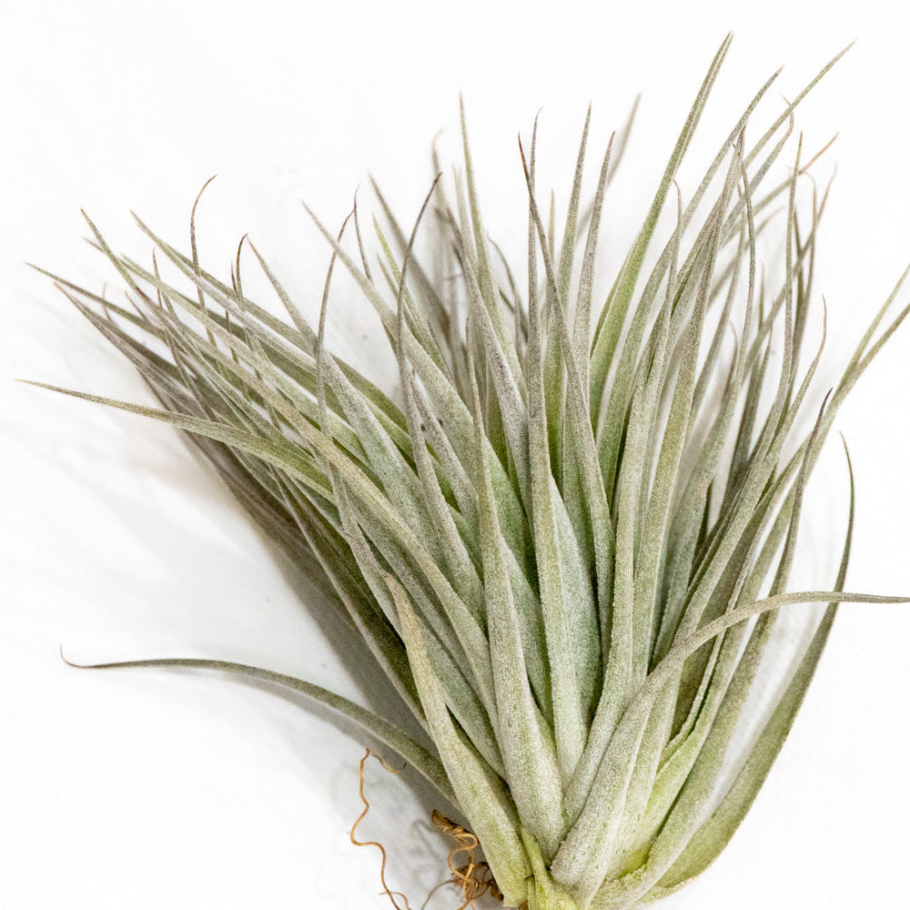 Tillandsia, "Stricta"