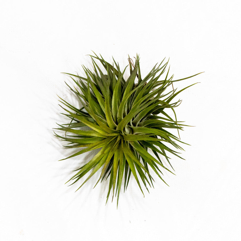 Tillandsia houston