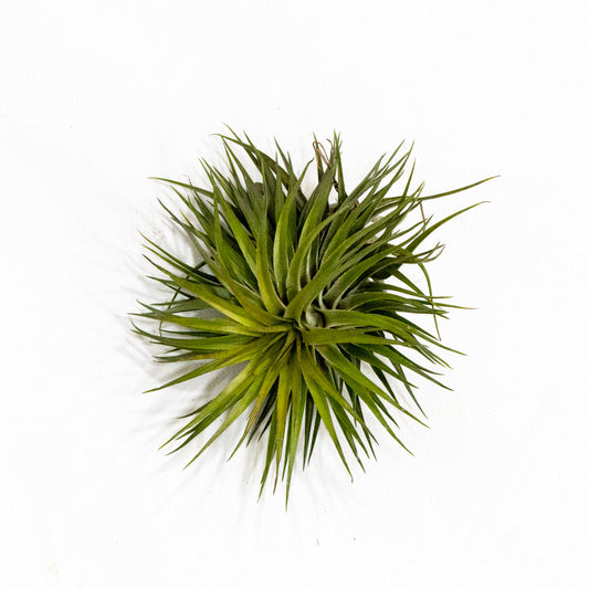 Tillandsia houston