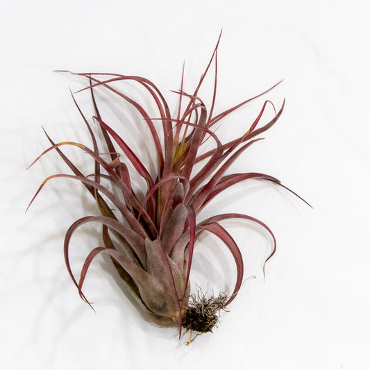 Tillandsia, "Flabelatta"