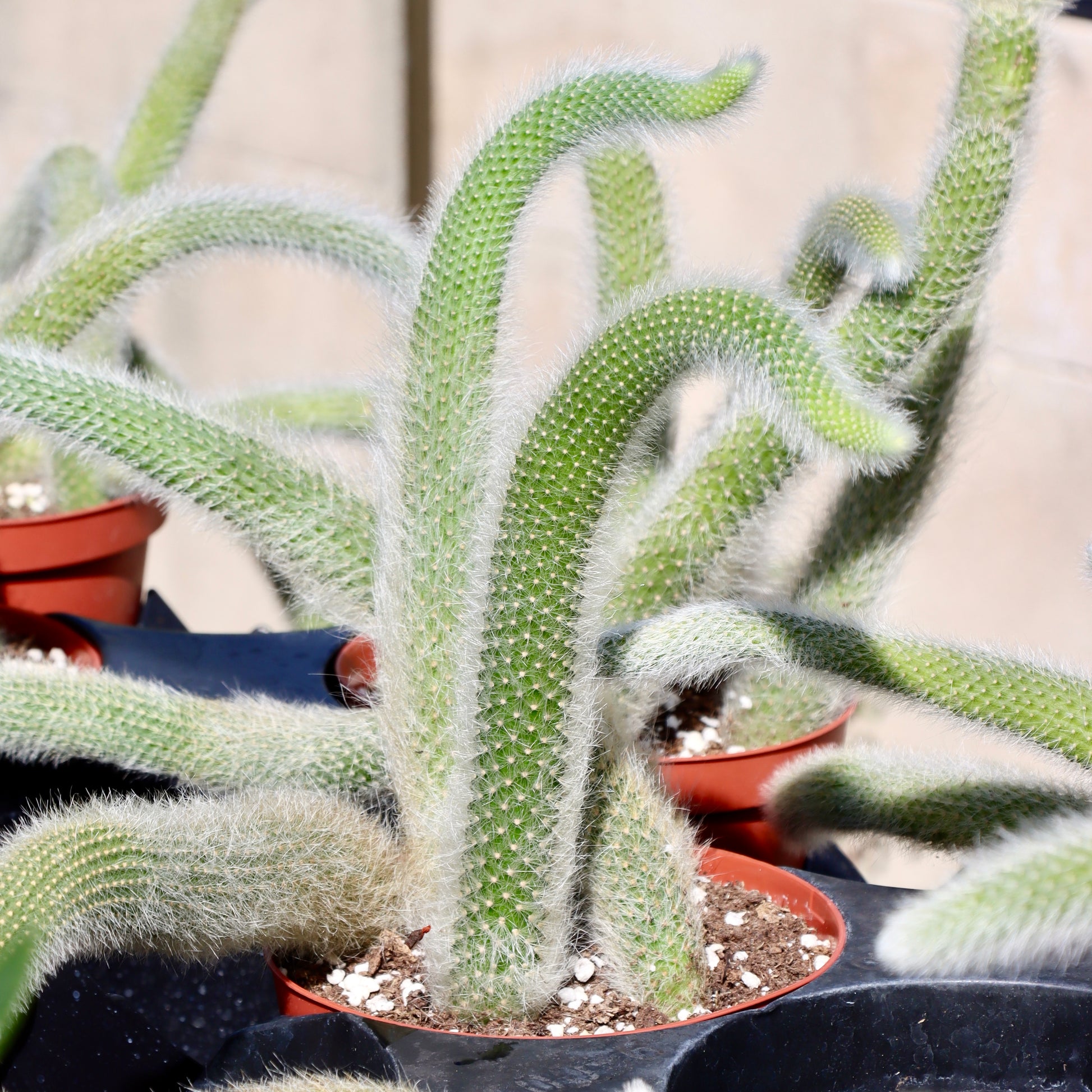 monkey plant succulent Cleistocactus colademononis (Monkey Tails Cactus) – Mari's Gardens