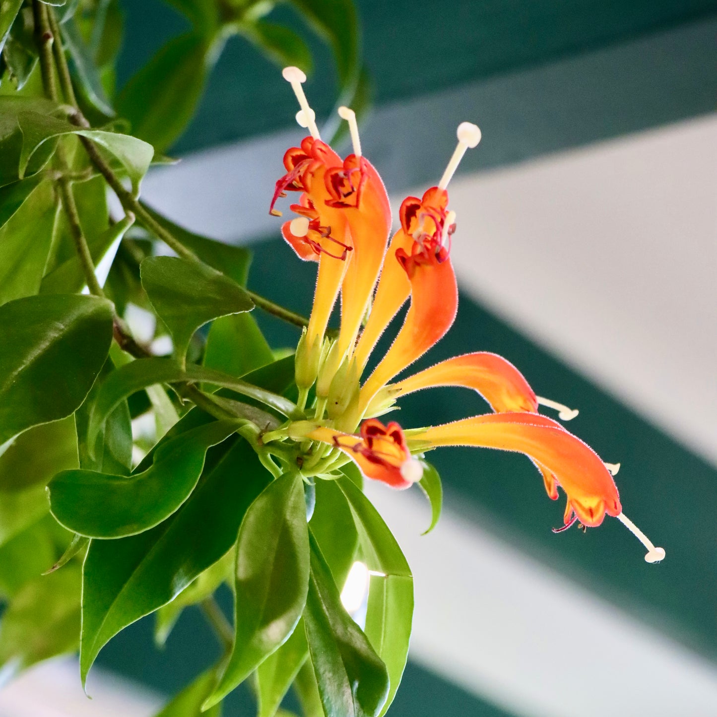 HGH Lipstick Plant