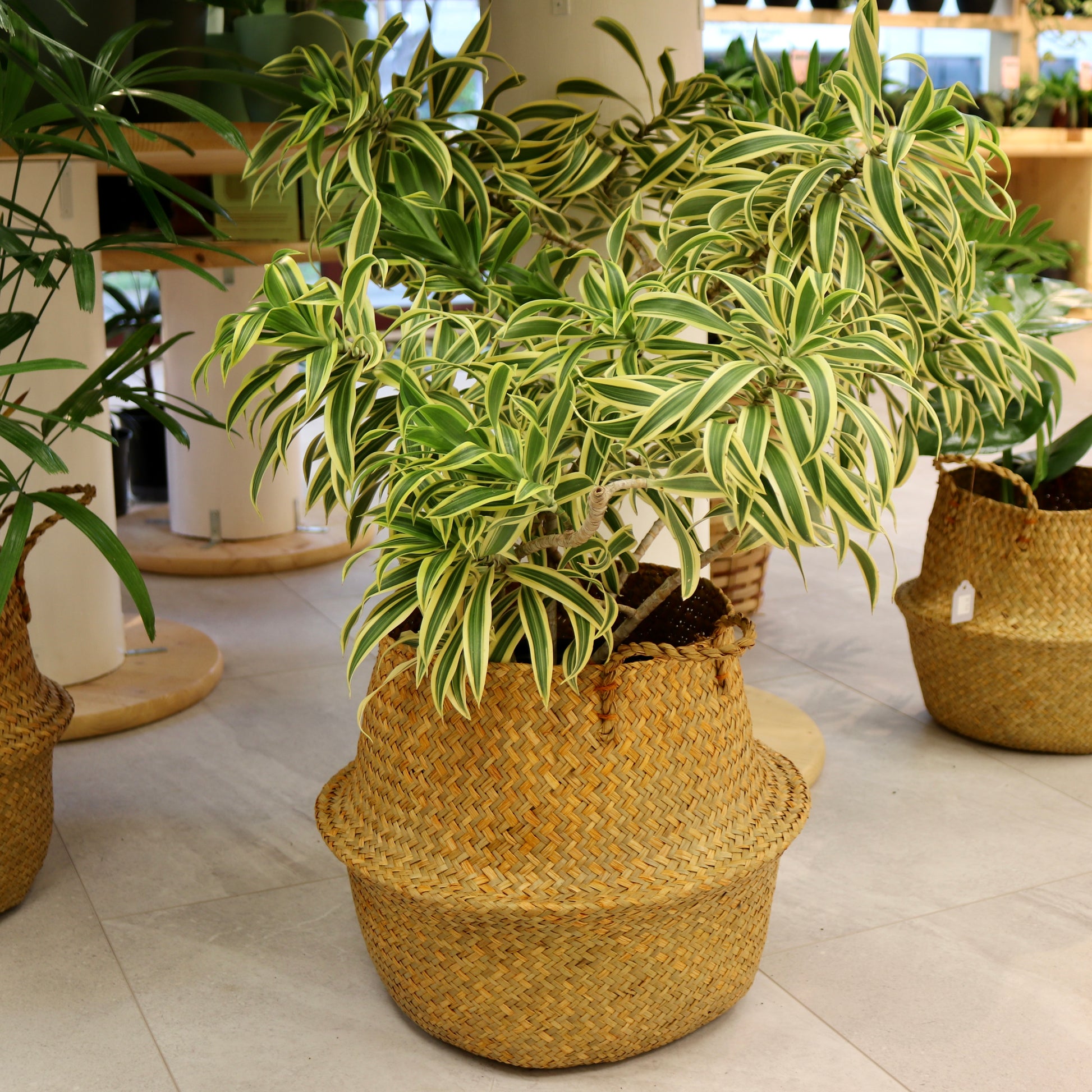 indoor song of india plant Song of India – Mari's Gardens