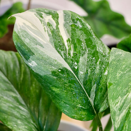 Monstera lechleriana, variegated