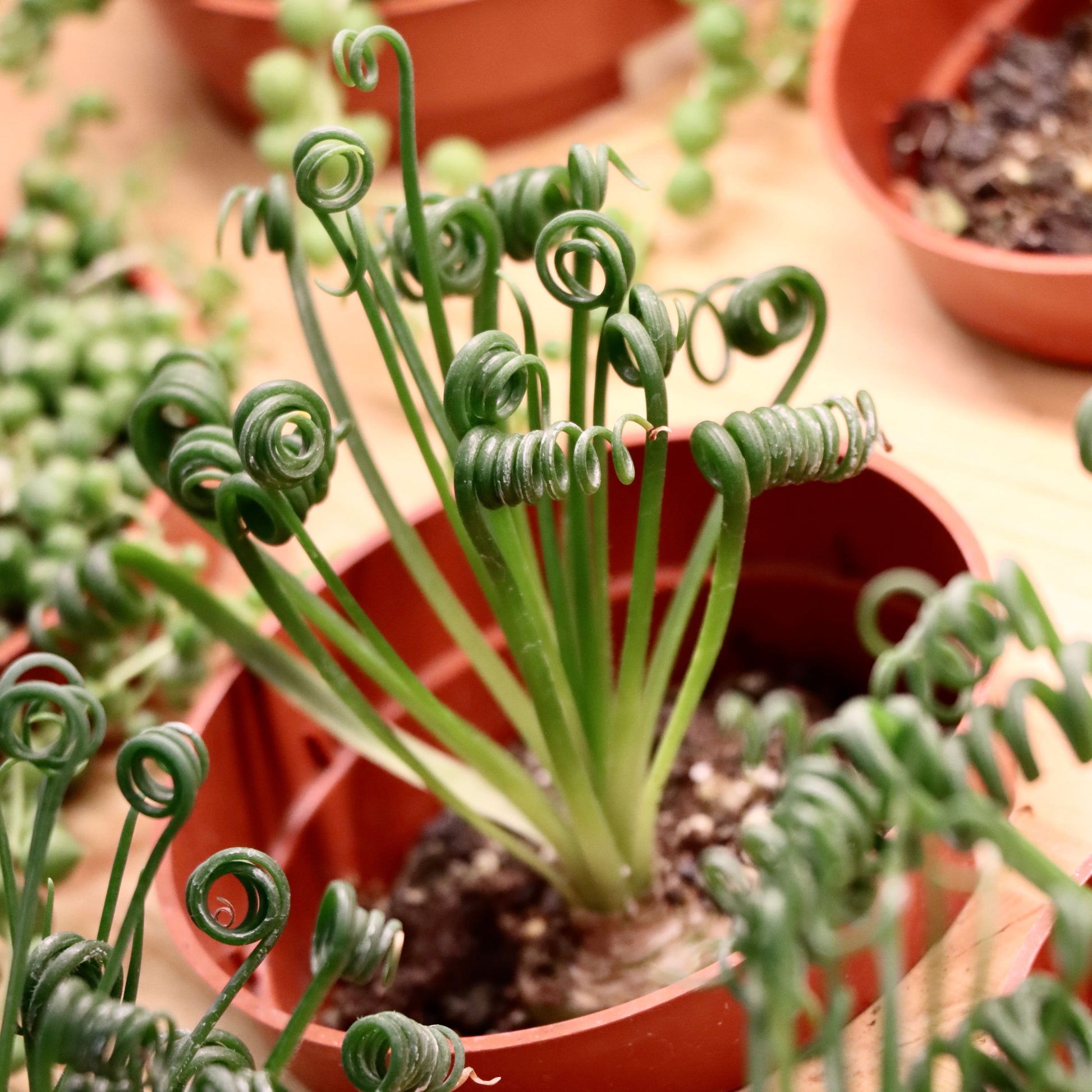 frizzle sizzle succulent for sale Frizzle Sizzle – Mari's Gardens