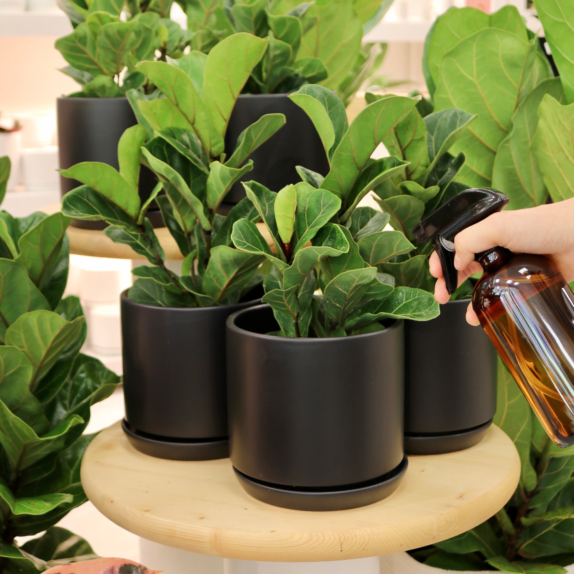 lyrata plant indoor Ficus lyrata 'Fiddle Leaf Fig' – Mari's Gardens