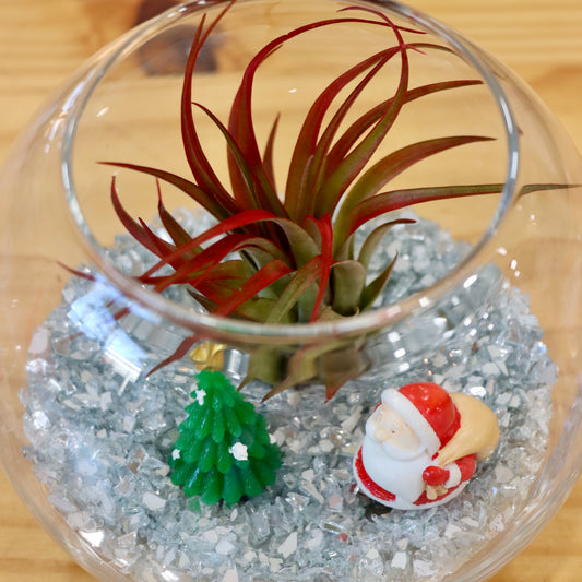 Open Terrarium Air Plant Arrangement