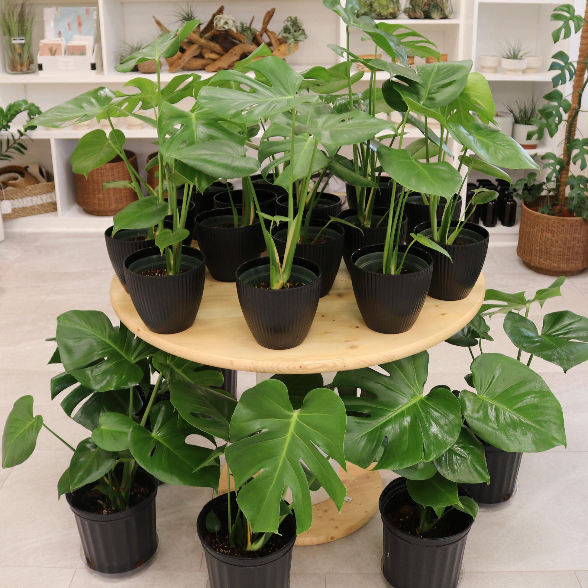 mojave monstera plant Monstera deliciosa