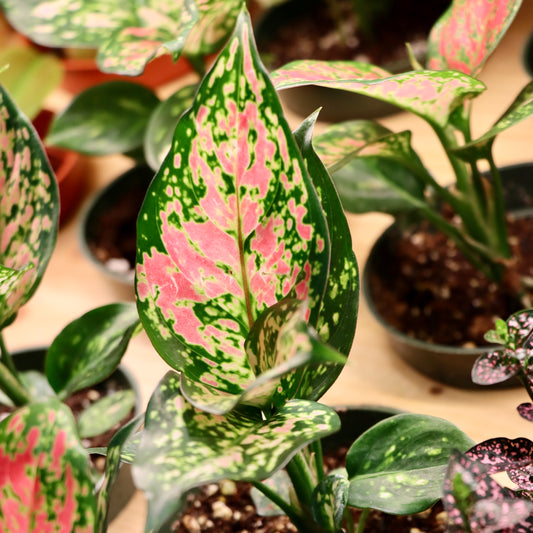 Aglaonema, "Valentine Red"