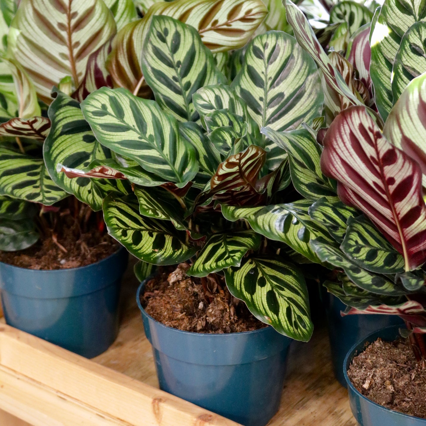 Calathea, "Makoyana"