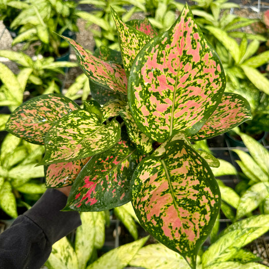 Aglaonema, "Ruby Rae"