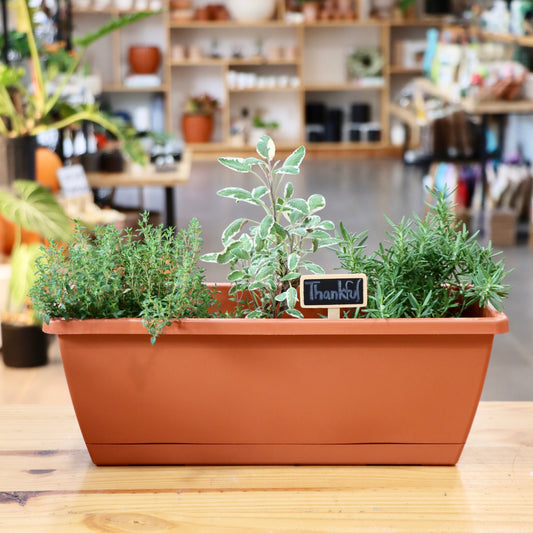 11/15 & 11/16 Mini Herb Garden Workshop